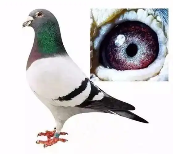 鸽系赏析胡本鸽的特性