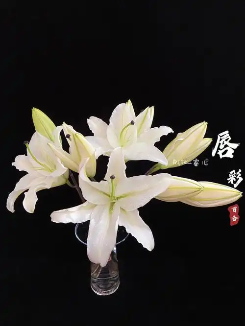 鲜花百合唇彩又是没有带上唇线的一年