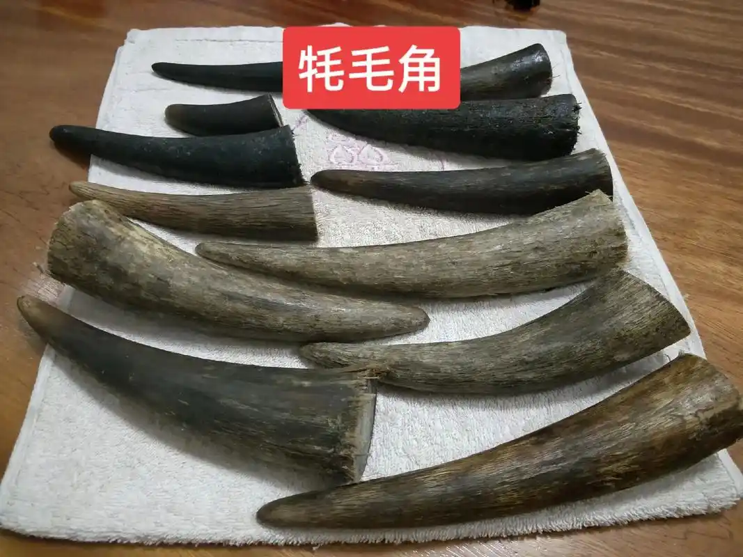 牦牛角～温润如玉,纹理不一,爱不释手,越玩越透亮! - 抖音