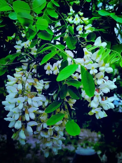 手机随拍:槐树花开