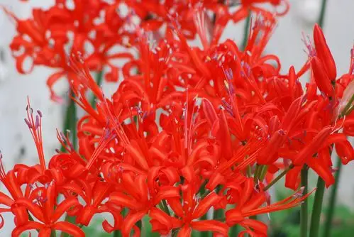 娜丽花(nerine sarniensis)