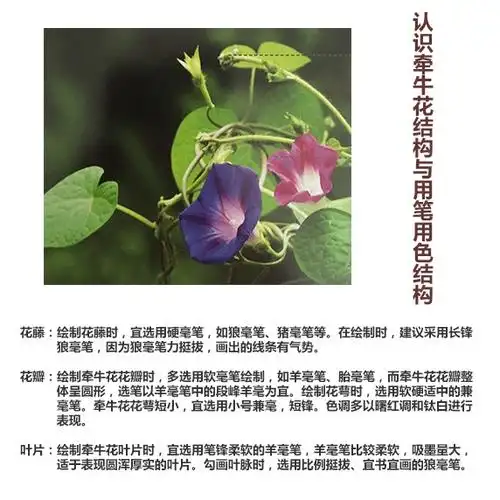 国画技法|牵牛花|画法|国画_新浪新闻