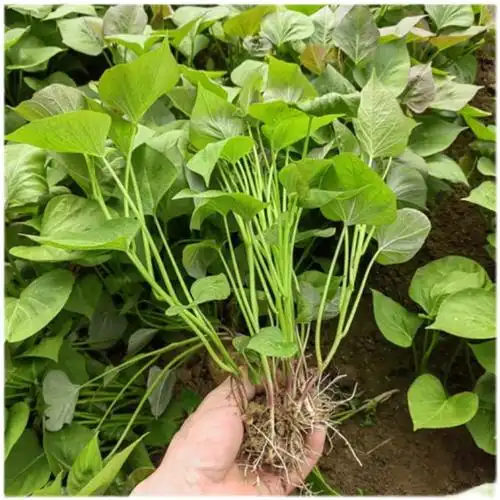 红薯地瓜苗紫薯苗蜜薯西瓜板栗秧苗烟薯山芋番薯