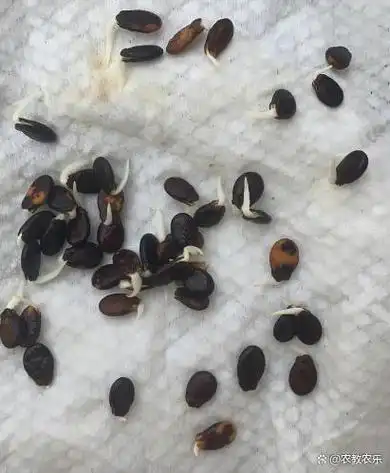 关于西瓜的种植技术指南它清爽解渴甘甜润肺