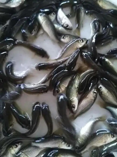 供应鱼苗,罗非鱼,红罗非鱼,塘虱鱼,草鱼,花鲢鱼,鲫鱼,鲤鱼,泥鳅苗,黄