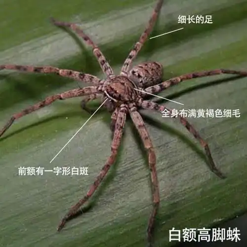 白额高脚蛛灭蚊虫宠物害虫天敌杀手杀蟑螂灭小强抓吃蟑螂的蜘蛛
