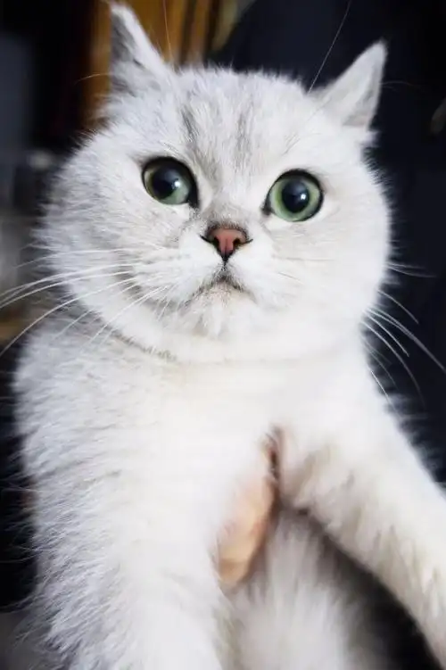 【上海杨浦,有偿】家养英短银渐猫宝找新家