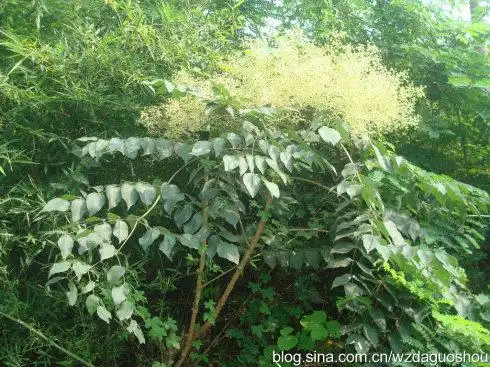 百鸟不落树的根有什么药物作用