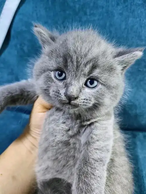 英短蓝猫刚满月脑袋贼大品相咋样