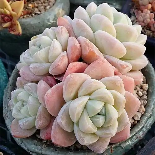 冰玉多头群生老桩多肉植物大棚直销好货不贵多肉植物