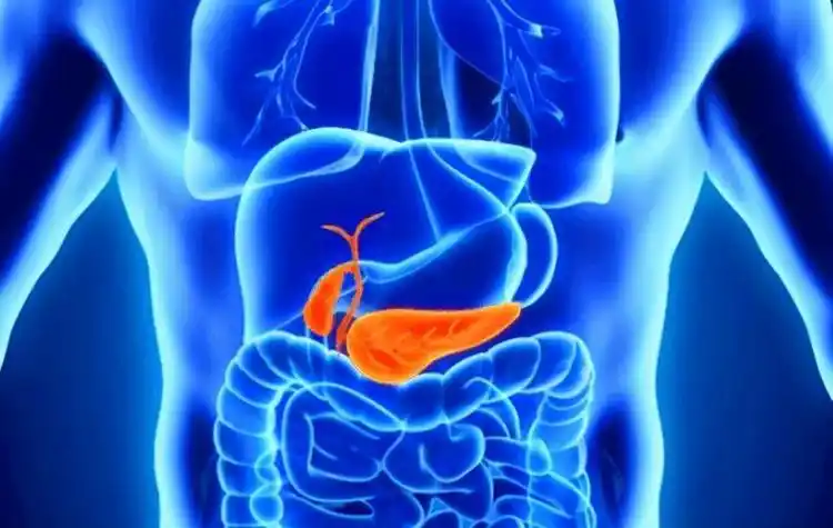 胰腺在什么位置在身体的什么位置