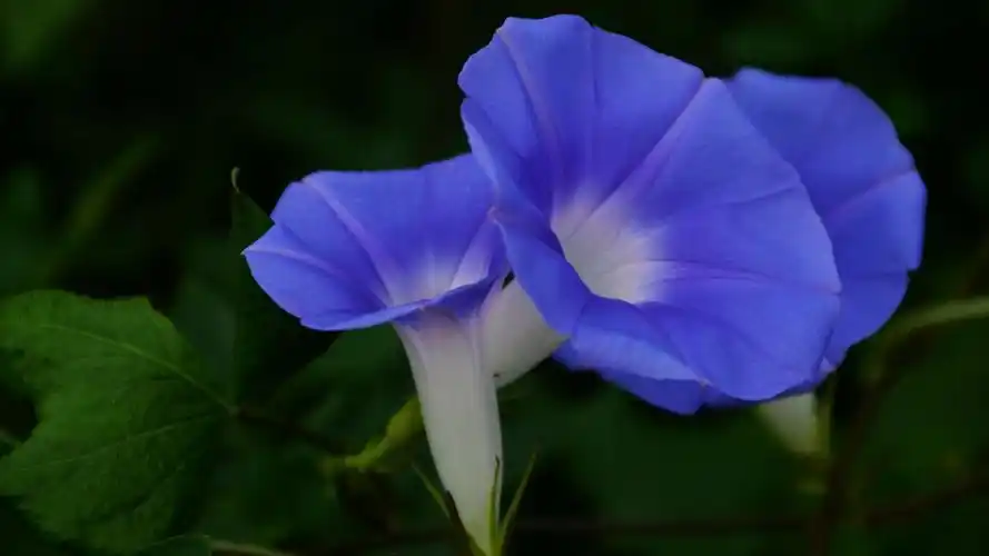 喇叭花牵牛花图片