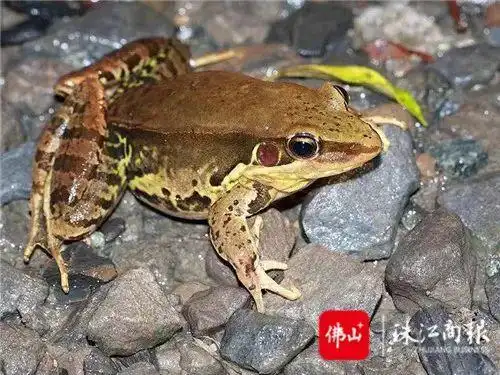 捕捉46只"田鸡",父子获刑赔偿2万多元!丨以案说法 阳光执法②