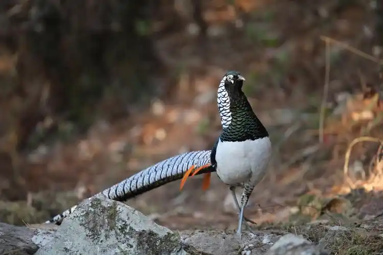 黑颈长尾雉,白腹锦鸡