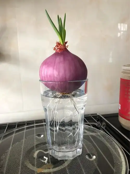 102班12号朱子文水培洋葱