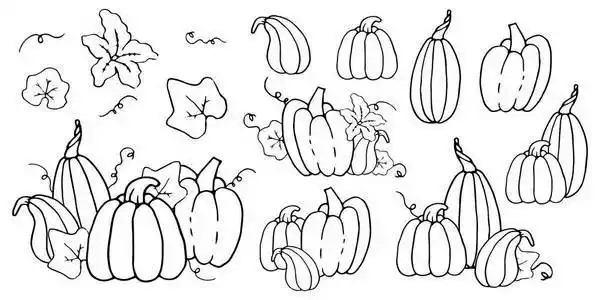 模板收集南瓜和葫芦收获和万圣节手绘单色隔离在白色上插画