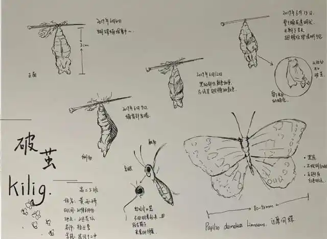 我飞离那破碎的茧蛹 翱翔于新奇的世界 我是一只蝴蝶蛹 从幼虫到结茧
