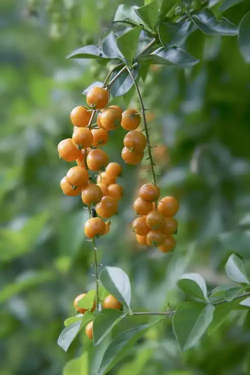 《果香》假连翘