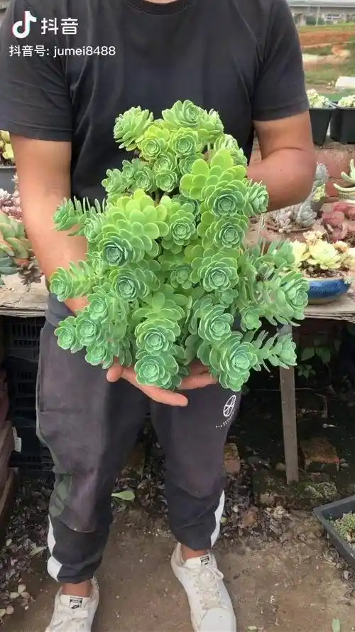 多肉多肉植物圆叶薄化妆舒服