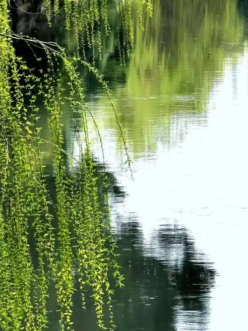 柳条百尺拂银塘