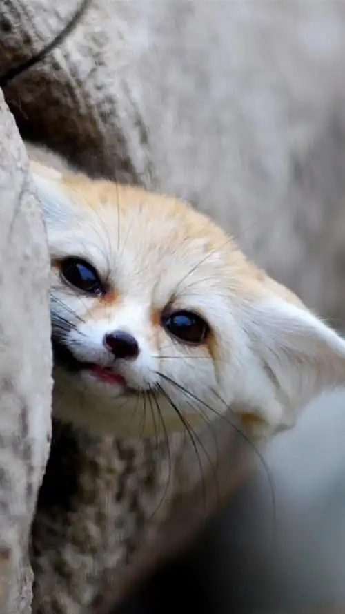 萌萌哒耳廓狐,高清桌面,手机锁屏图片-壁纸族