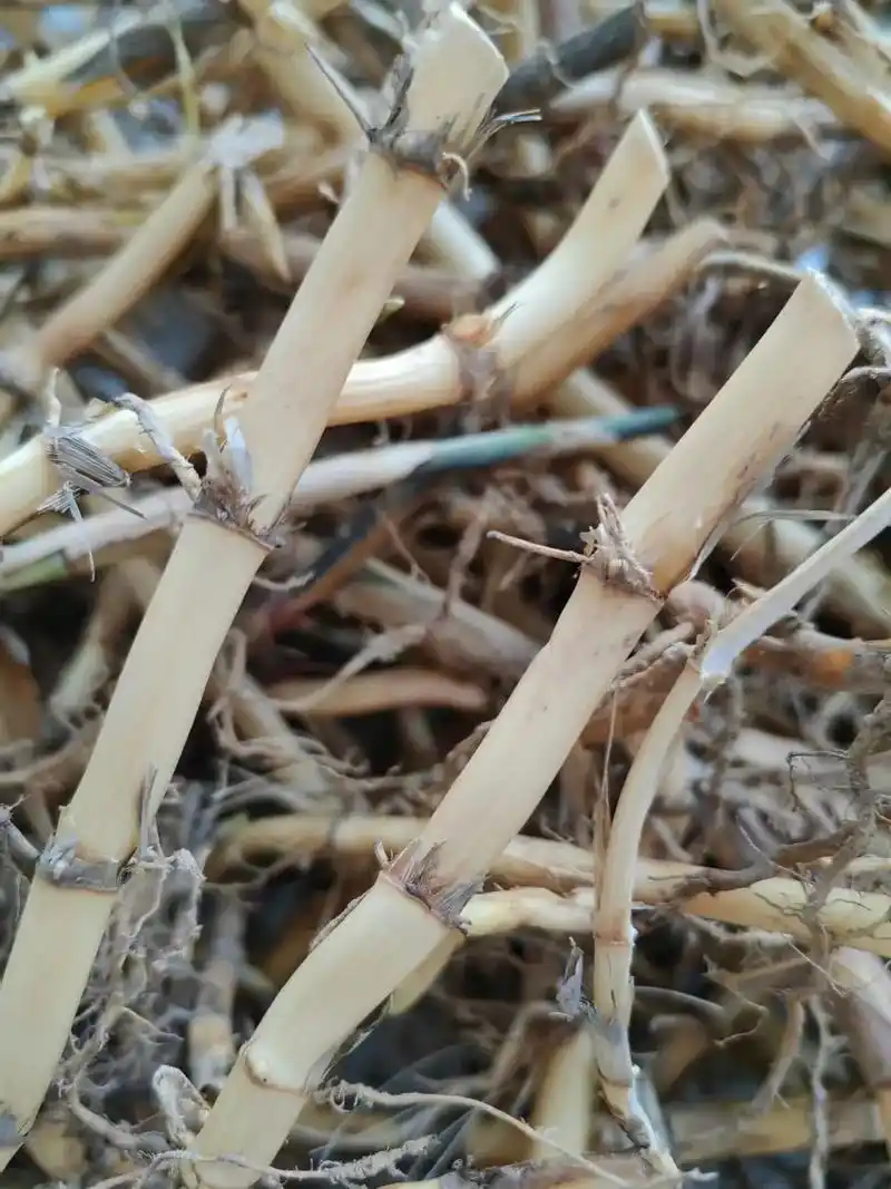芦苇的茎与根         仔细观察,药店买的芦根其实更多的应该是芦苇的
