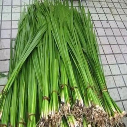 石菖蒲香菖蒲水菖蒲苗室外挺水水生植物新鲜水剑草净化水质臭蒲草