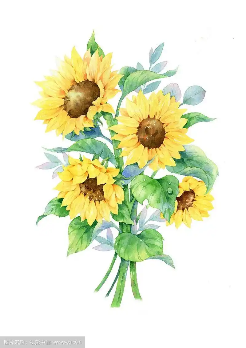 手绘向日葵