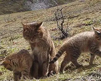 原创世界仅中国特有的猫科动物国家二级保护动物世界第二大猫