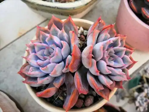 菲欧娜,因为度夏无损,颜色又保持得很好,今年秋天单头,双头,群生都