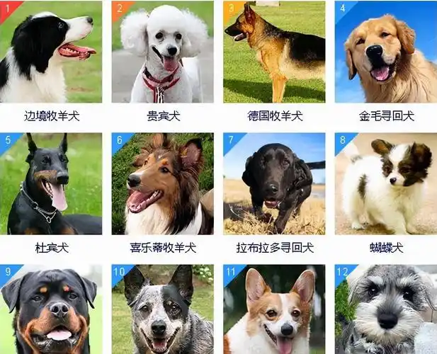 狗狗智商排名前8位,都是聪明的犬种,秒懂主人的意思