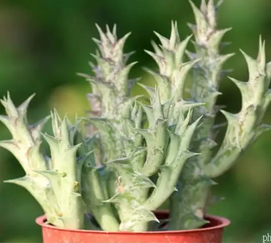 展开全部 紫龙角