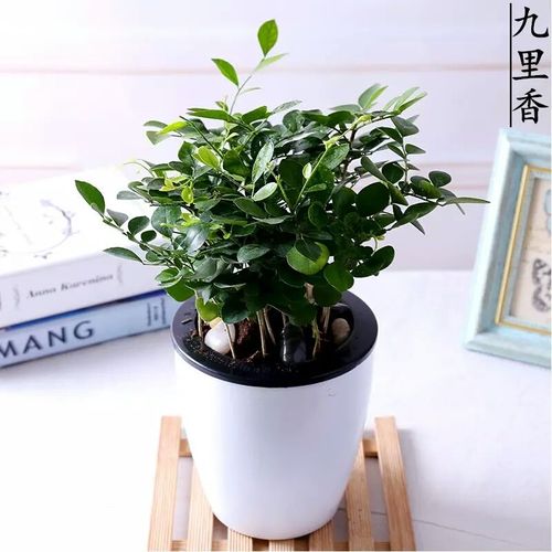 【带盆栽好发货】九里香盆栽容易养盆栽好成活室内盆景绿植水培花