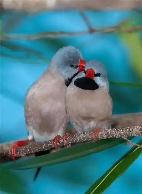 美图树上的鸟儿成双对