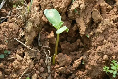金葵花海,历时数月,只为等待您的到来!