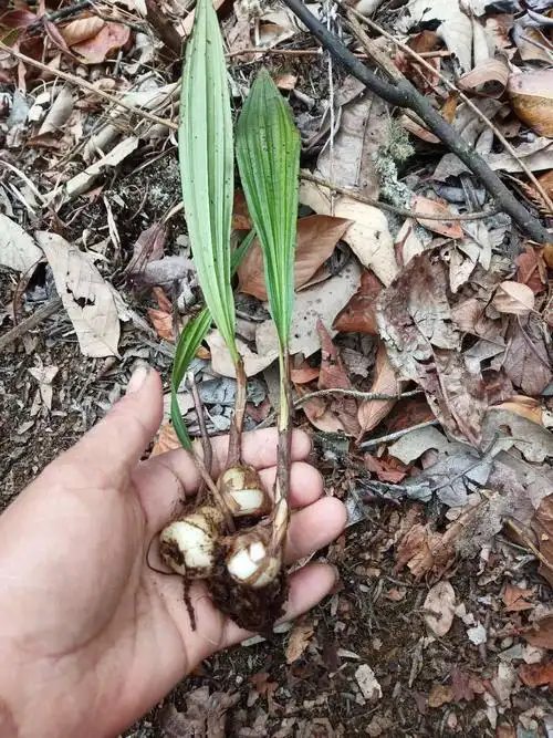 山慈菇 毛慈菇云南怒江福贡贡山优质新鲜毛慈菇