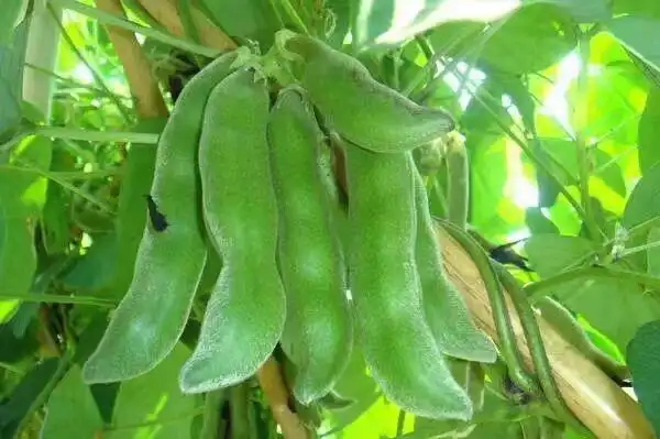 虎老豆狗爪豆超级下饭过瘾