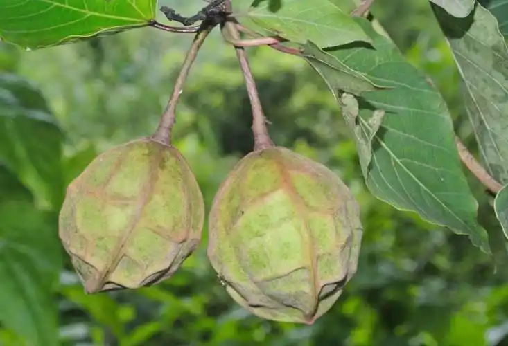 这两种果子千万不要去吃有剧毒,却是重要的工业用油原料,认识吗?