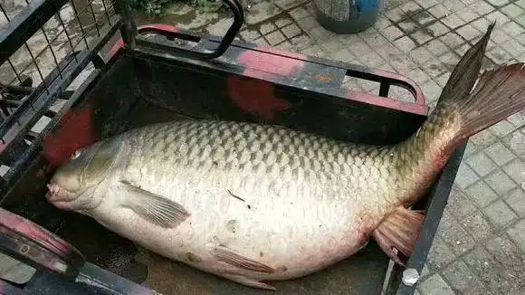 经常钓鱼的人都知道,我们平时钓鲤鱼,十斤以上都能算大物了,二三十斤