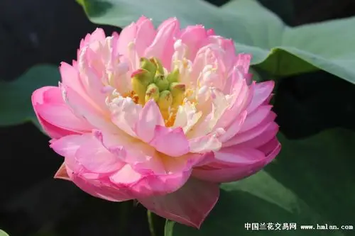 我栽培的碗莲缸莲盆栽荷花之粉重瓣2014