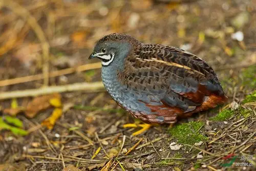 蓝胸鹑蓝胸鹑