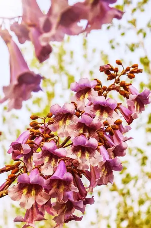 凤栖梧桐 真情难忘