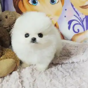 大同可爱长不大博美幼犬杯子小型犬宠物小狗活体包纯种袖珍狗 ￥1100