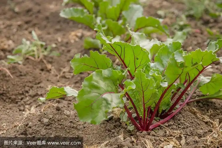 花园里的甜菜幼苗.