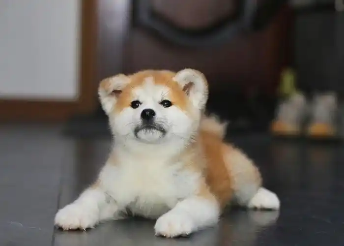 这只秋田犬小美女太可爱啦