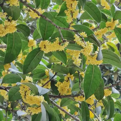 2020年(中秋节)摄影小品一一一一八月桂花遍地香