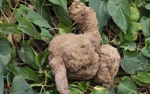 千年何首乌是什么东西? - 蜜源植物 - 酷蜜蜂