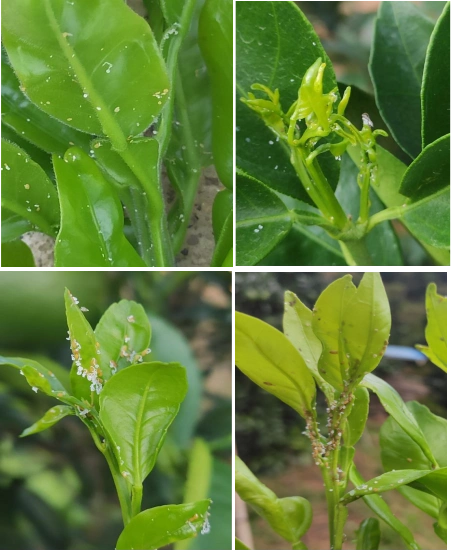 柑橘木虱各虫态特征识别