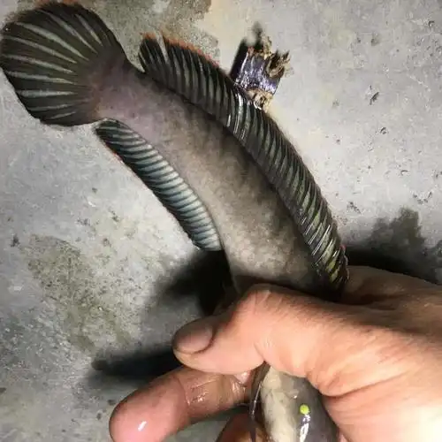 荣郁观赏鱼活体雷龙冷水鱼野生南醴耐养淡水鱼彩虹雷