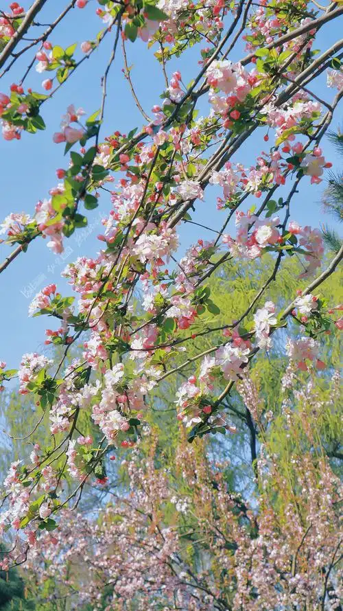 这份来自春天的礼物快来查收一下吧